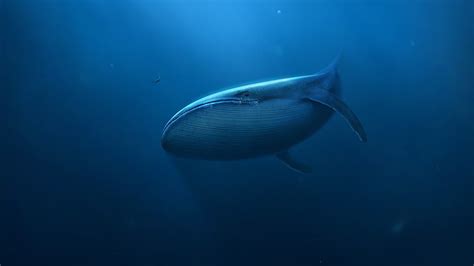 2560x1440px | free download | HD wallpaper: gray sperm whale, digital art, underwater, blue ...