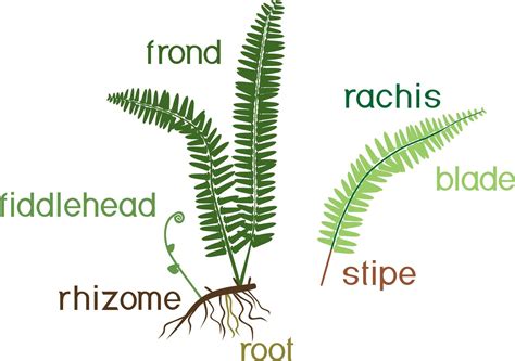 Rhizome: Definition and Examples