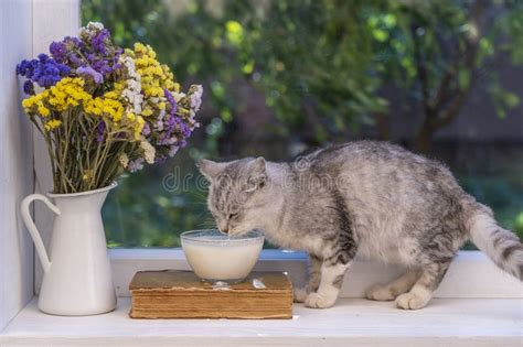 Cute Little Gray Cat Drinking Milk from Glass Bowl on the Windowsill ...