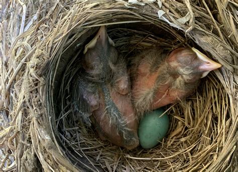 Baby Birds In Nest