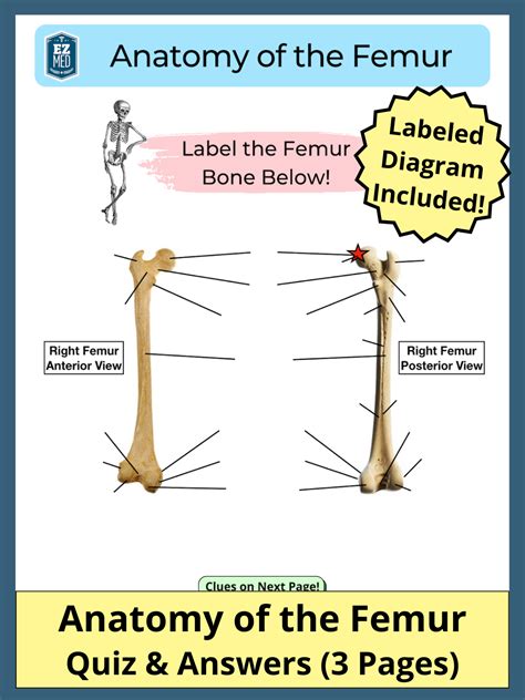 Femur Bone Anatomy: Labeled Diagram, Quiz, Color-Coded Parts, Skeletal System Lower Extremity ...