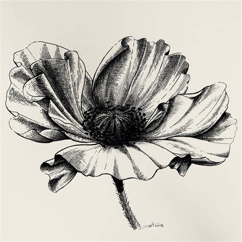 Poppy flower pen and ink illustration for Non. #drawing #fountainpen # ...