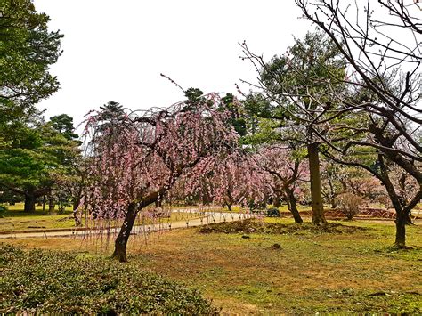 Best Sakura Spots in Tokyo You Don't Want to Miss - Wapiti Travel