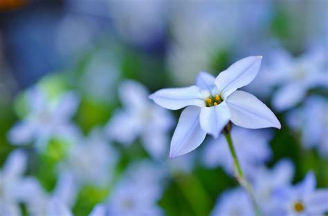 Wallpaper : Japan, garden, nature, blue, Nikon, blossom, spring, flower, flora, petal ...