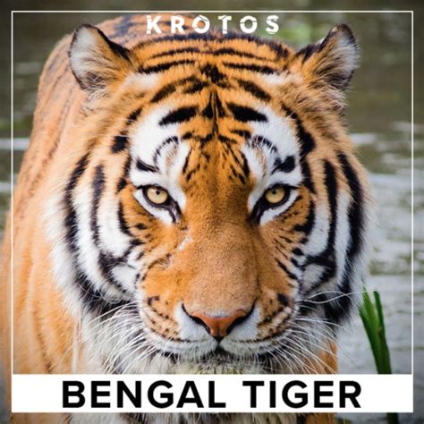 Bengal Tiger | Tiger Sound Effects Library | asoundeffect.com