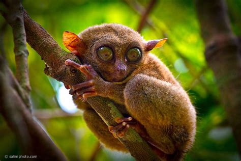 111 best Tarsier Monkey images on Pinterest