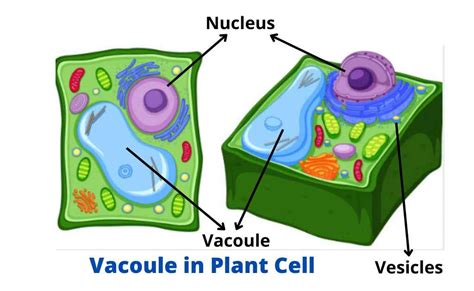 Vacuole Images