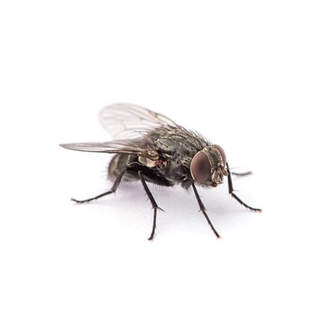 House Fly Identification, Habits & Behavior | Florida Pest Control