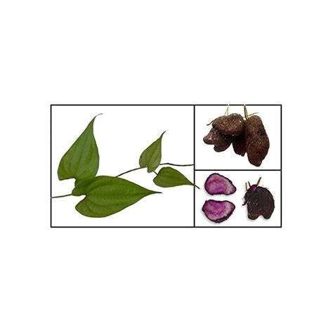 Buy Lumos80 Rhizomes Dioscorea Alata (UBE Purple yam NOT Sweet Potato) Edible Purple Yam ...