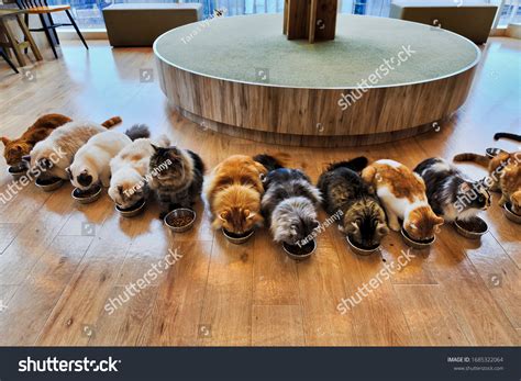 158 Cat Cafe Tokyo Images, Stock Photos & Vectors | Shutterstock