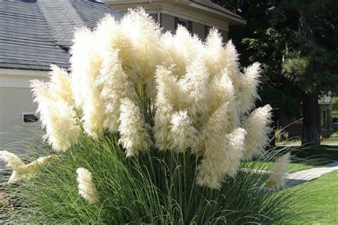 Pampas grass: varieties, care & propagation - Plantura