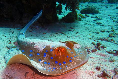 Blue-spotted stingray : r/scuba