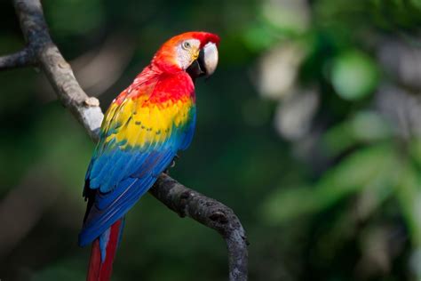 Scarlet macaw (Ara macao) Its "range extends from extreme south-eastern Mexico to Amazonian Peru ...