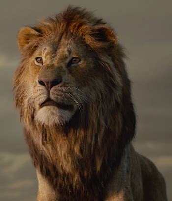 Simba (2019 film) | The Lion King Wiki | Fandom