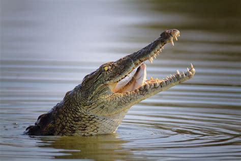 Crocodiles kill 175 people in Western Mozambique in 5 years | BellaNaija