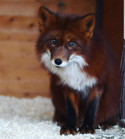 Does anyone know what type of fox this beauty is? : r/EverythingFoxes