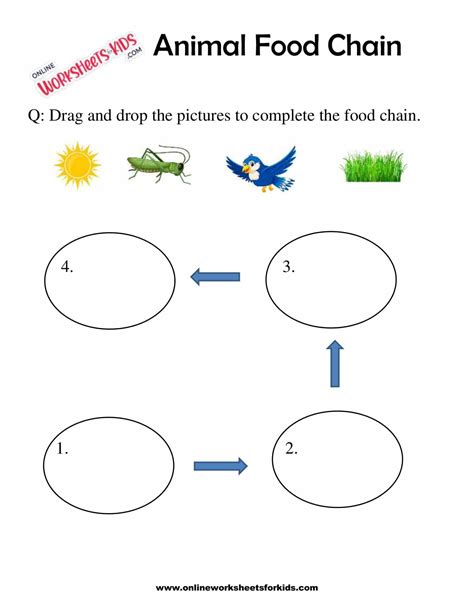 Animal Food Chain Worksheet For Grade 1-9