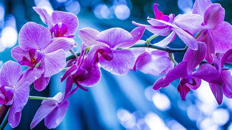 Phalaenopsis, Orchideen, rosa Blüten, Zweig 1920x1080 Full HD 2K ...