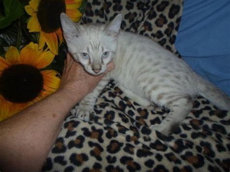 Snow Lynx Bengal cub for Sale in Cincinnati, Ohio Classified | AmericanListed.com