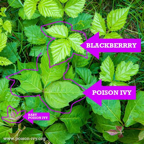 Poison ivy leaves – Artofit