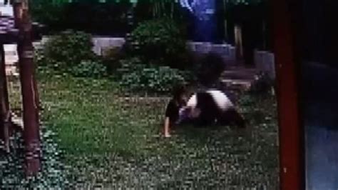 Giant Panda Wrestles With Man at Chinese Zoo Video - ABC News