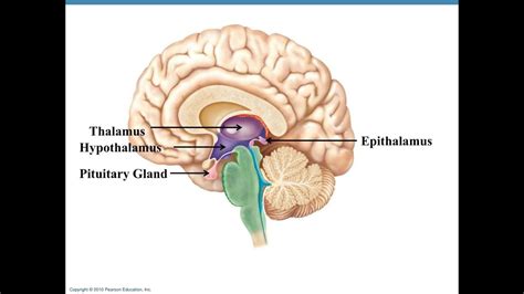 Thalamus and epithalamus overview and applied physiology - YouTube