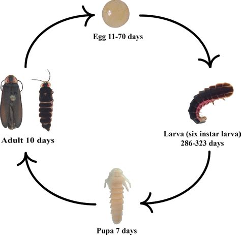 Life Cycle Of A Firefly Firefly Life Cycle Wheel Firefly