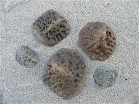 Alligator Fossils & Crocodile Fossils found in FLorida | 772-539-7005 Fossil Hunting Tours Florida