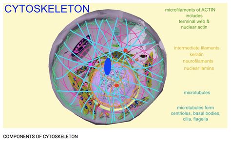 Components Of Cytoskeleton Cell Biology, Science And Technology, Components, Pie Chart, Inside, Save