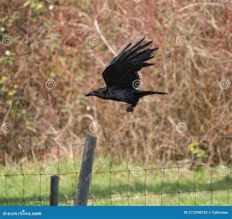 Common Raven Flying in the Sky Stock Image - Image of flock, resting ...