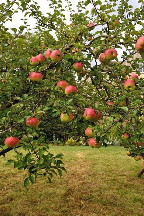 19 Best Apple Tree Varieties (with a Guide to Flowering Groups) | Gardener's Path