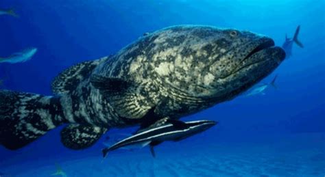 Atlantic Goliath Grouper Information and Picture | Sea Animals