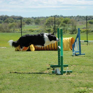 Your guide to the first steps of Border Collie training - BorderCollieHealth