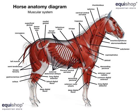 reembolso Goneryl Pesimista horse anatomy drawing Atticus Preludio espectro