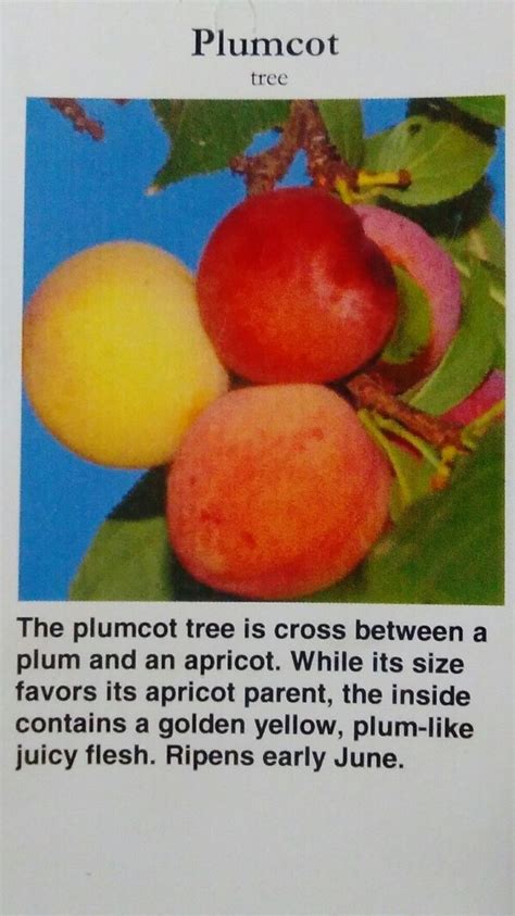 PLUOT / PLUMCOT Fruit Tree Healthy Plum Apricot Trees Natural Plant ...