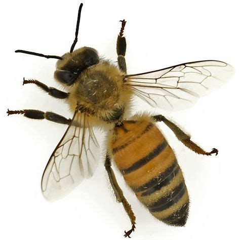 55 HD Apis Mellifera Species - insectza