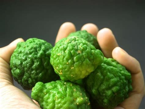 Bergamot Fruit Free Stock Photo - Public Domain Pictures