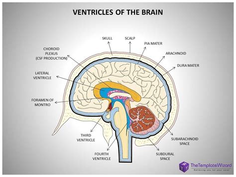 Pin by Triniti Feldhege on Medical stuff | Human anatomy systems, Brain images, Brain diagram