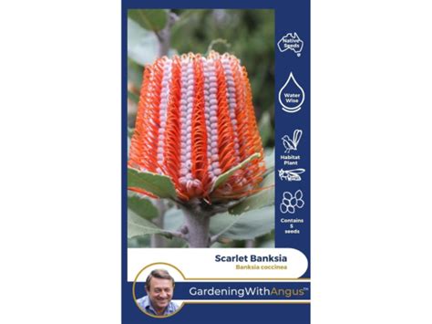 Scarlet Banksia Seeds – Banksia coccinea | Gardening With Angus