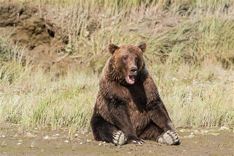 Grizzly Bear, Sitting At The Edge Photograph by Brenda Tharp - Pixels