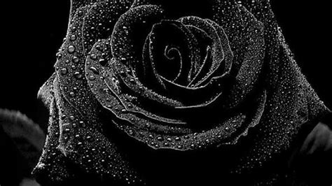 Black Rose HD Wallpapers on WallpaperDog