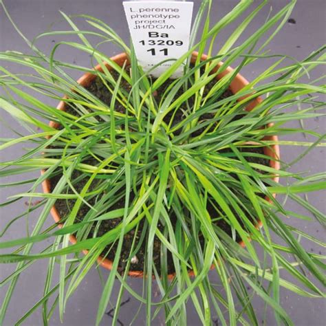 Candidate gene identification in perennial ryegrass « Botany One