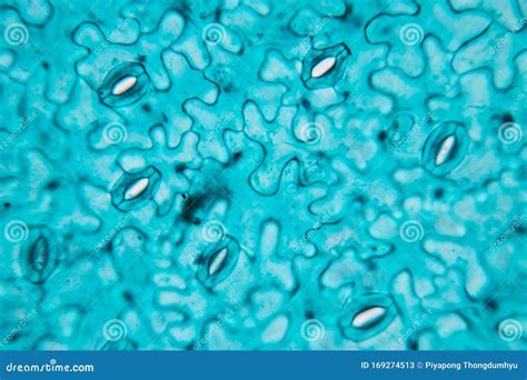 Leaf Epidermis Stomata Under Microscope. Royalty-Free Stock Photography | CartoonDealer.com ...