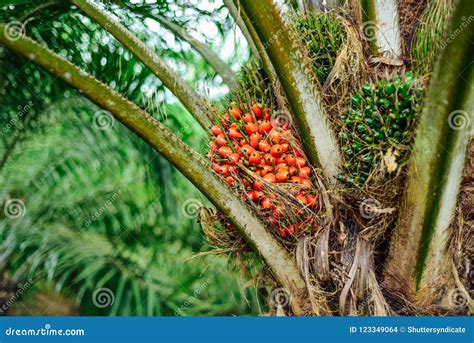 Matured Oil Palm Tree With Healthy Fronds And Trunk In The Open Field Royalty-Free Stock Image ...