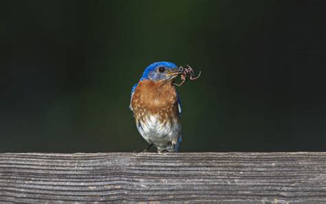 Do Birds Eat Spiders? What You Need To Know! - Optics Mag