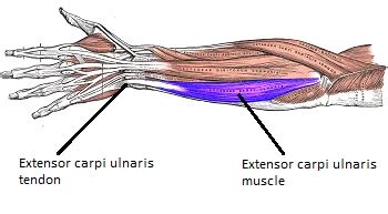 Extensor Carpi Ulnaris Muscle Origin, Insertion, Function, Exercise