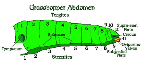 The Insect Abdomen: Guide To The Digestive & Reproductive Systems