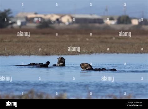 sea otter Elkhorn Slough california habitat loss Stock Photo - Alamy