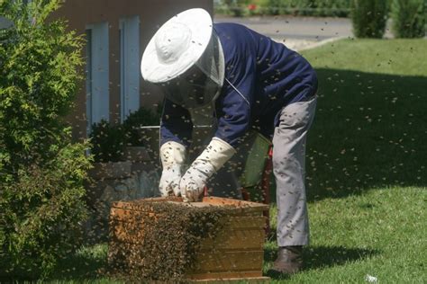 Bee Nest Removal - Why You Should Use a Beekeeper Instead of an ...