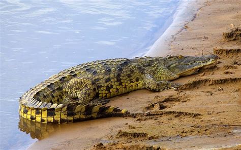 Crocodile in Nile River | Africa Facts